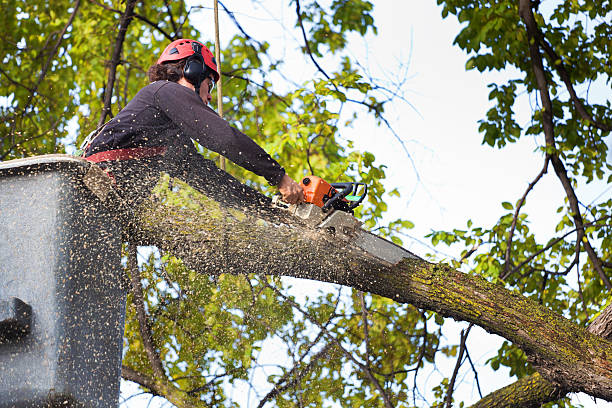 Best Leaf Removal  in Union, MS